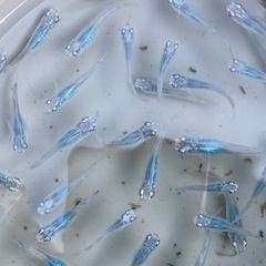 深海　メダカ　めだかの画像