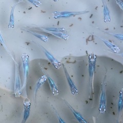 深海　メダカ　めだかの画像