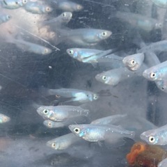 深海　メダカ　めだかの画像