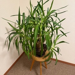 ユッカ　観葉植物の画像