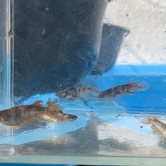 金閣　メダカ　めだかの画像
