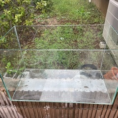 大きめ！縁無し水槽の画像