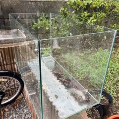 大きめ！縁無し水槽の画像