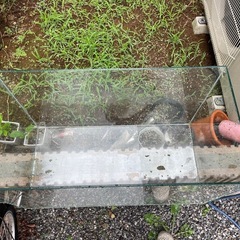 大きめ！縁無し水槽の画像