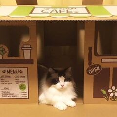 【新品・未使用】ユニチャーム デオトイレ   段ボール空き箱＊キャットカフェの画像