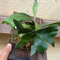 ビカクシダ　ビフルカツム コンパクト の画像