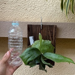 ビカクシダ　ビフルカツム コンパクト の画像
