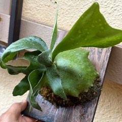 ビカクシダ　ビフルカツム コンパクト の画像