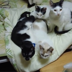 【急募！】41匹の猫ちゃん里親を募集しています！
