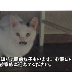【急募！】41匹の猫ちゃん里親を募集しています！ − 岩手県