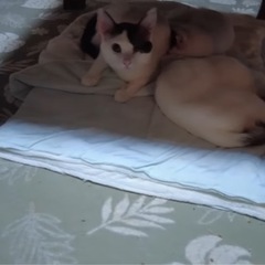 【急募！】41匹の猫ちゃん里親を募集しています！ - 盛岡市