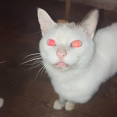 【急募！】41匹の猫ちゃん里親を募集しています！ - 里親募集