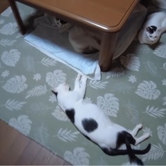 【急募！】41匹の猫ちゃん里親を募集しています！ - 猫