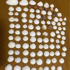 シャコ貝と貝殻の画像