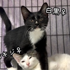 ビビりだけど撫でるとゴロゴロ甘えん坊姉妹（生後2〜3ヶ月）