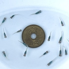 【今年販売分あと僅か】ブラックオパールシャドーメダカ 稚魚10匹  ※2025年生まれの画像
