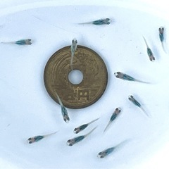 【今年販売分あと僅か】ブラックオパールシャドーメダカ 稚魚10匹  ※2025年生まれの画像