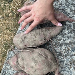 さつまいも（なると金時）の画像