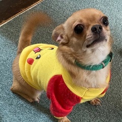 スムースレッド　メス　（交渉中）