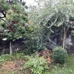植木の画像