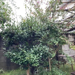 植木の画像