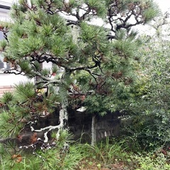 植木の画像