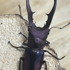 ♂単　メタリフェルホソアカクワガタの画像