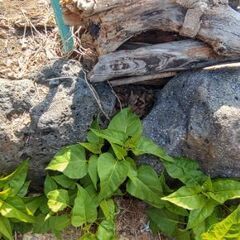溶岩石 天然石 庭石の画像