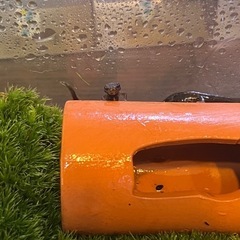 オキナワシリケンイモリの幼体の画像