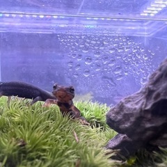 オキナワシリケンイモリの幼体の画像