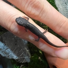 オキナワシリケンイモリの幼体の画像