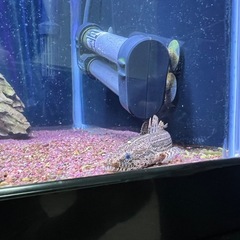 【値段交渉承ってます】大型魚　アクアリウムの画像