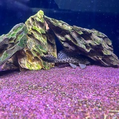 【値段交渉承ってます】大型魚　アクアリウムの画像