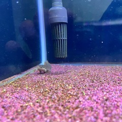 【値段交渉承ってます】大型魚　アクアリウムの画像