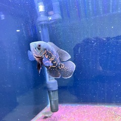 【値段交渉承ってます】大型魚　アクアリウムの画像