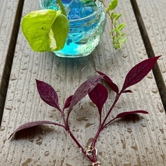 ポトス　アルテンナンテラ の画像