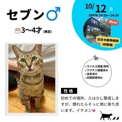 10/12（日）10:30～保護猫の譲渡会【旧甘木動物病院…