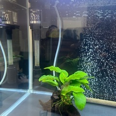 GEX 水槽セットの画像