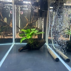 GEX 水槽セットの画像