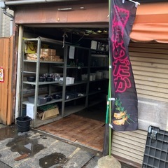 鱗緑めだか（りんりょくめだか）　販売中の画像