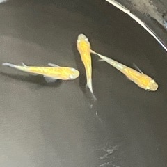 鱗緑めだか（りんりょくめだか）　販売中の画像