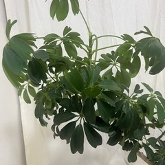 シェフレラレナータ　85センチ　まがり　の画像