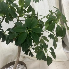 シェフレラレナータ　85センチ　まがり　の画像