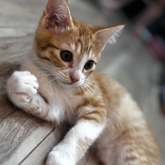 再投稿茶白の子猫