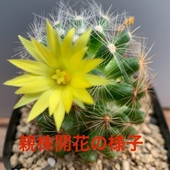 サボテン　香花丸の画像