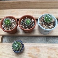 サボテン　香花丸の画像
