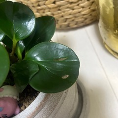 ペペロミア・オブツシフォリアの画像