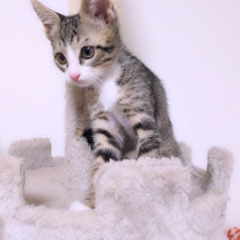 生後2ヶ月程度の男の子です