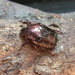 ムラサキツヤハナムグリ　2♂1♀　【即ブリ】の画像