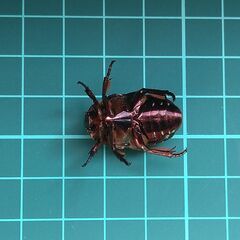 ムラサキツヤハナムグリ　2♂1♀　【即ブリ】の画像